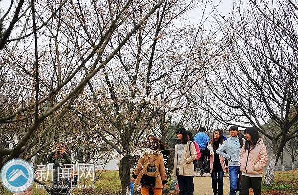 【图说科大】白色早樱悄然绽放