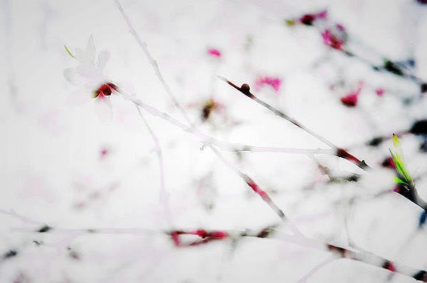 【影像视界】第二期:诗意桃花