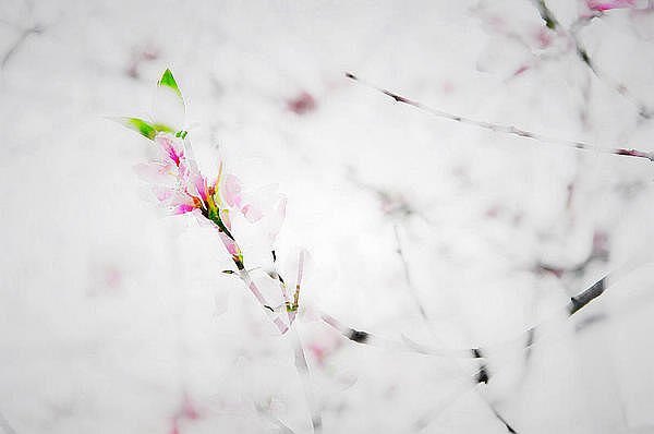 【影像视界】第二期:诗意桃花