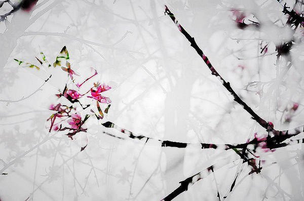 【影像视界】第二期:诗意桃花