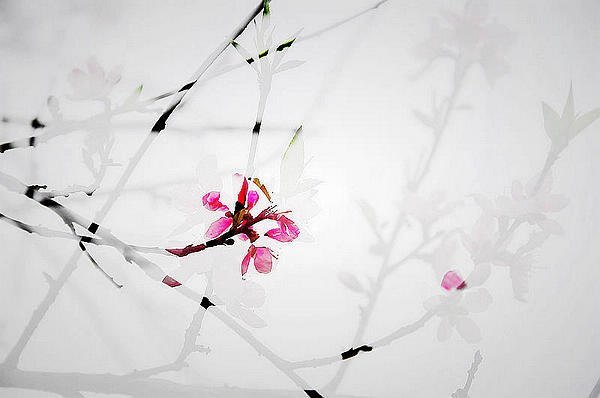 【影像视界】第二期:诗意桃花