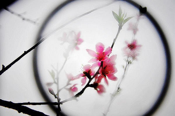 【影像视界】第二期:诗意桃花