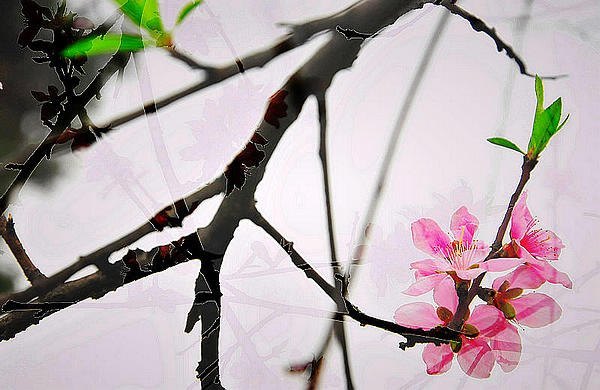 【影像视界】第二期:诗意桃花