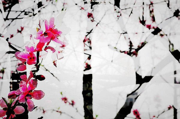 【影像视界】第二期:诗意桃花