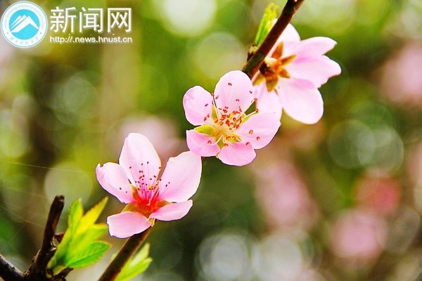 一起走进春天里