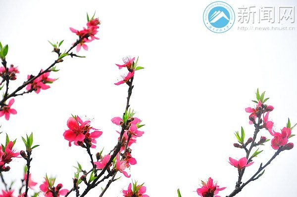 一起走进春天里