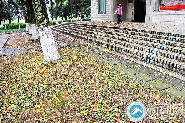 【图说科大】落叶“唤”新生