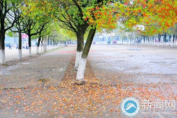 【图说科大】落叶“唤”新生