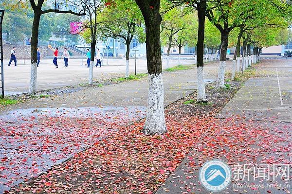 【图说科大】落叶“唤”新生