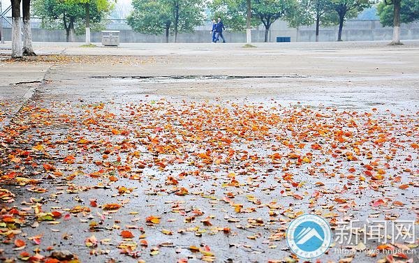 【图说科大】落叶“唤”新生