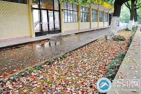 【图说科大】落叶“唤”新生