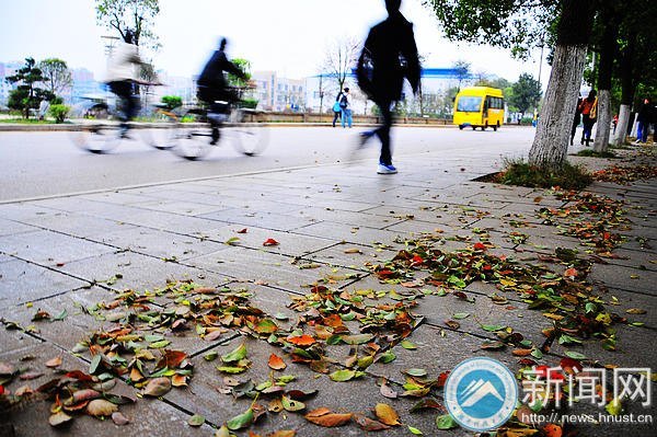 【图说科大】落叶“唤”新生