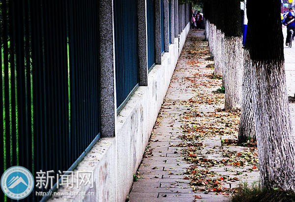 【图说科大】落叶“唤”新生