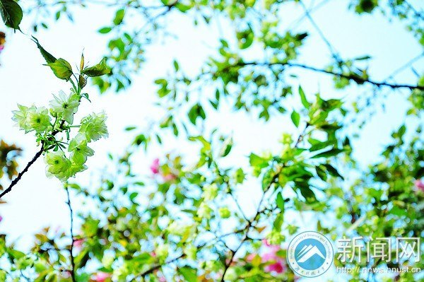 【图说科大】罕见绿色樱花提前绽放