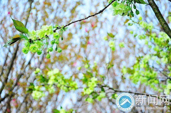 【图说科大】罕见绿色樱花提前绽放