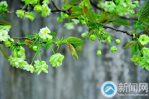 【图说科大】罕见绿色樱花提前绽放