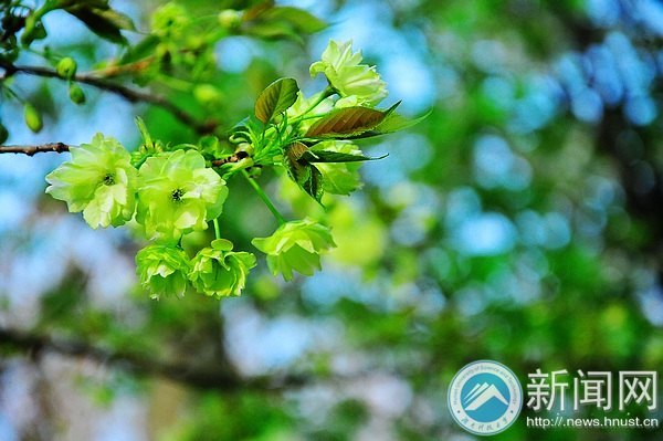 【图说科大】罕见绿色樱花提前绽放