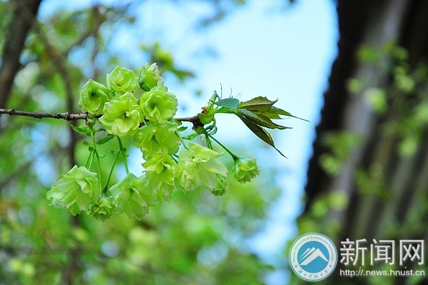 【图说科大】罕见绿色樱花提前绽放