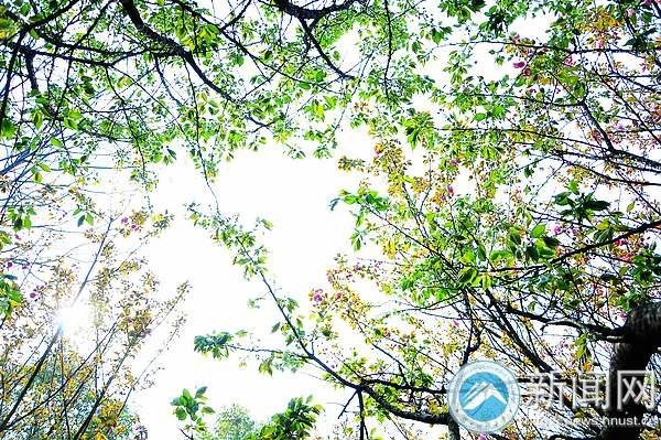 【图说科大】罕见绿色樱花提前绽放