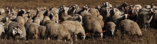 ����ʦ��ѧԺ�ٰ조�����桱������Ӱ����չ