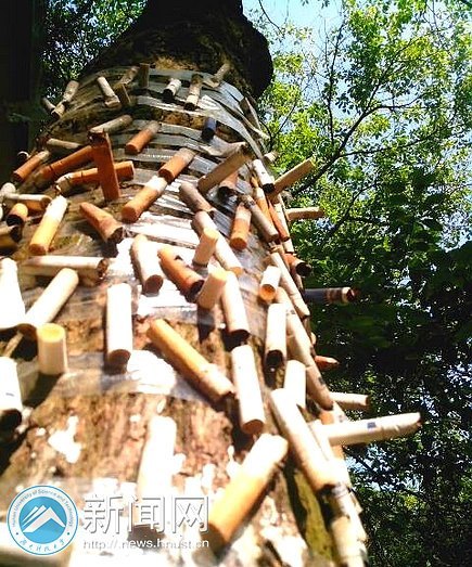 “HELLO 树先生” 商学院广告系树体艺术设计展震撼开启
