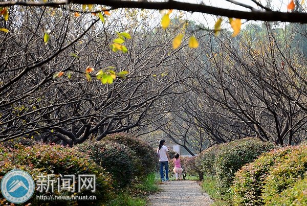 【图说科大】樱园之秋