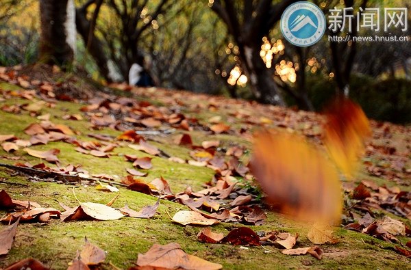 【图说科大】樱园之秋