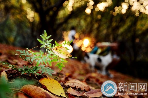 【图说科大】樱园之秋