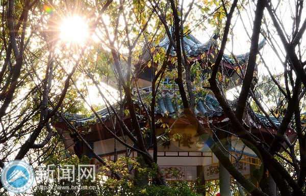【图说科大】樱园之秋