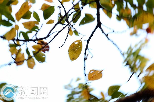【图说科大】樱园之秋