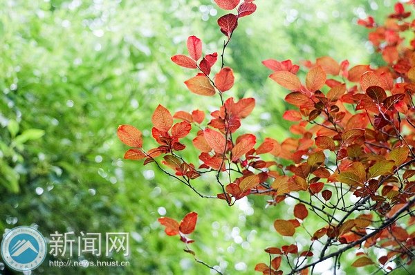 【图说科大】樱园之秋