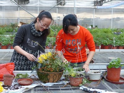 百奥生物协会盆栽大赛受到学生欢迎