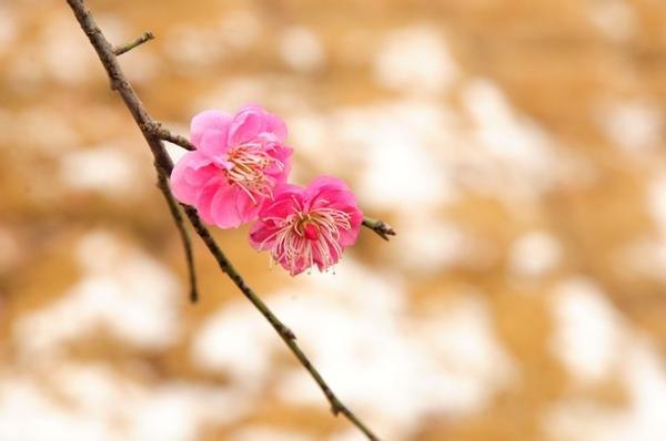 ����У����2014��ĵ�һ��ѩ