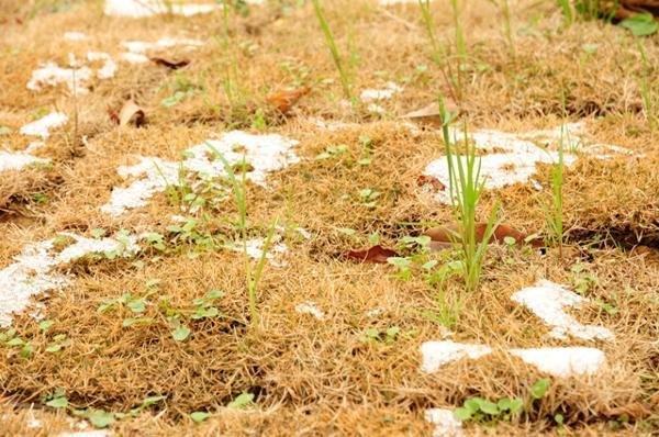 ����У����2014��ĵ�һ��ѩ