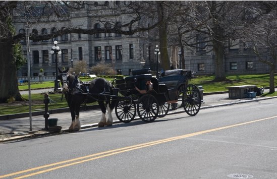 【加拿大中国青年领袖训练营报道三十五】镌刻维多利亚花园之美