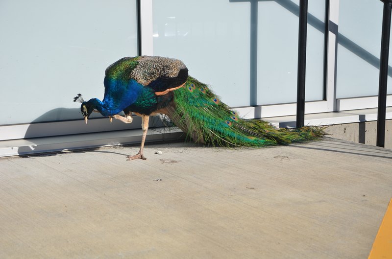 【加拿大中国青年领袖训练营报道三十四】相遇“X战警”故乡,皇家路大学