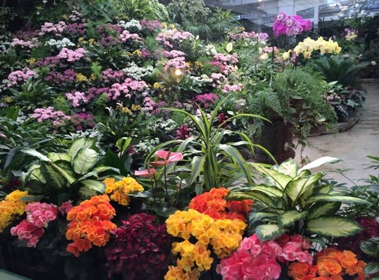 【加拿大中国青年领袖训练营报道四十】世纪花园BUTCHART GARDENS