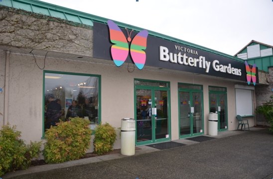 【加拿大中国青年领袖训练营报道五十二】七彩蝴蝶,维多利亚的精灵