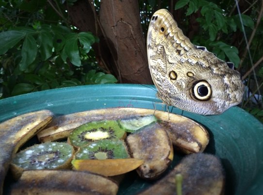 【加拿大中国青年领袖训练营报道五十二】七彩蝴蝶,维多利亚的精灵