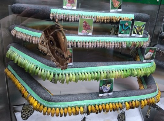 【加拿大中国青年领袖训练营报道五十二】七彩蝴蝶,维多利亚的精灵