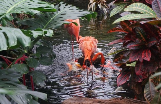 【加拿大中国青年领袖训练营报道五十二】七彩蝴蝶,维多利亚的精灵