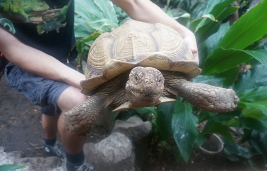 【加拿大中国青年领袖训练营报道五十二】七彩蝴蝶,维多利亚的精灵