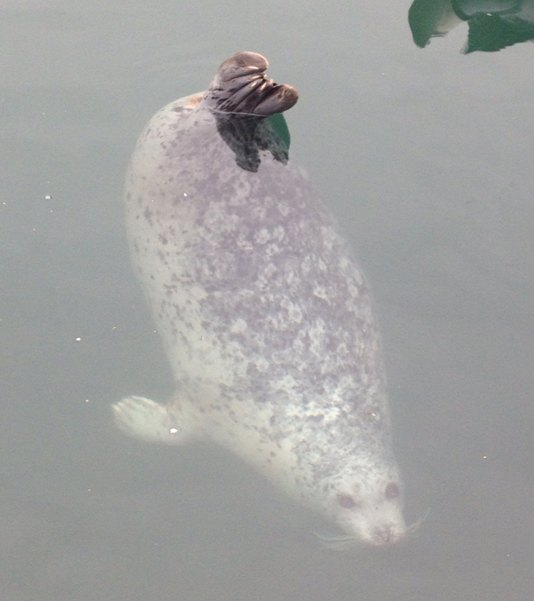 ôйѵӪʮһάMarina Beachļ