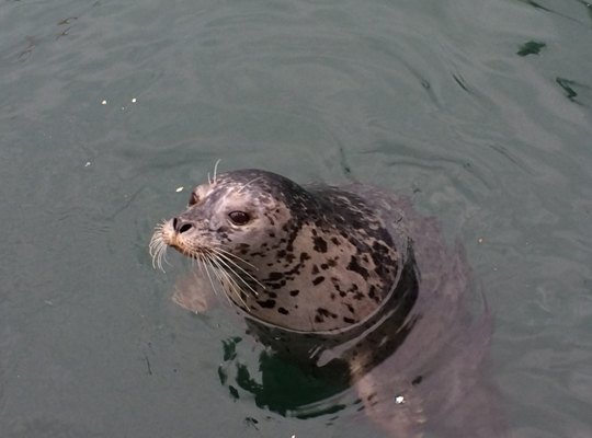 ôйѵӪʮһάMarina Beachļ