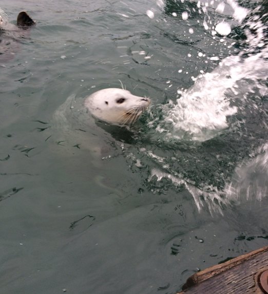 ôйѵӪʮһάMarina Beachļ