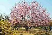 春的郑大 鲜花排队绽放