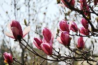 春的郑大 鲜花排队绽放