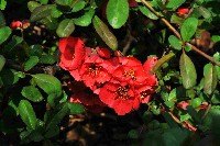 春的郑大 鲜花排队绽放