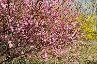 春的郑大 鲜花排队绽放