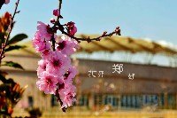 春的郑大 鲜花排队绽放